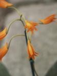 : - Bifrenaria aureofulva