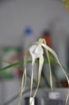 : - Brassavola cucullata