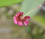 :-Bulbophyllum purpurascens