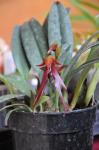 : - Bulbophyllum levanae var. levanae