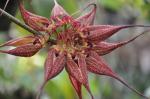 : - Bulbophyllum rothschildianum