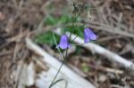 Rautenblättrige Glockenblume - Campanula rhomboidalis
