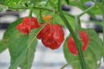 Habanero Chili - Capsicum chinense