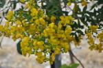 Argentinische Senna - Senna corymbosa