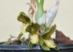 :-Catasetum schunkei