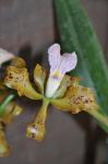 : - Cattleya velutina