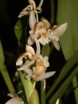 : - Chelonistele sulphurea