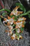 : - Chysis bruennowiana