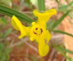 : - Cipura xanthomelas