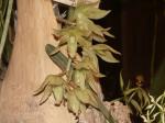 : - Clowesia russelliana