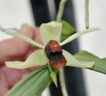:-Coelogyne usitana