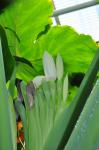 Riesen-Taro - Colocasia gigantea