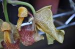 : - Coryanthes macrantha