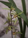 :-Cymbidium kanran