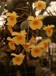 :-Dendrobium lindleyi