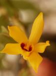 :-Dendrobium ochreatum