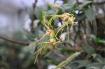 : - Dendrobium tetragonum var. giganteum