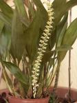 : - Dendrochilum cobbianum