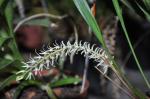 : - Dendrochilum yuccifolium