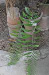 : - Encephalartos transvenosus
