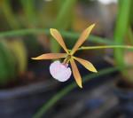 : - Encyclia bractescens