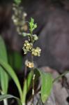 :-Prosthechea guttata