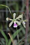 : - Encyclia tampensis