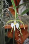 : - Epidendrum falcatum
