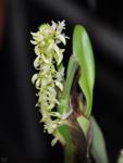 : - Eria ovata