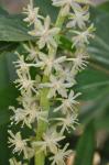 Schopflilie - Eucomis comosa