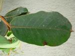: - Hirtella glandulosa