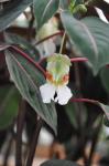 : - Impatiens morsei