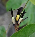 : - Kennedia nigricans