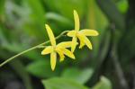 : - Cattleya endsfeldzii