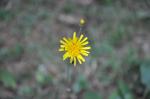 Herbst-Löwenzahn - Leontodon autumnalis