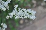 : - Limonium sinense