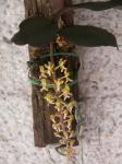 : - Malleola baliensis
