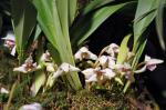 :-Maxillaria irrorata