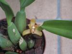 : - Mormolyca rufescens