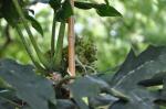 : - Meryta sonchifolia