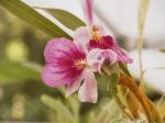 : - Miltonia spectabilis