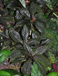 : - Nautilocalyx lynchii