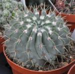 : - Parodia buiningii