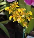 :-Trichocentrum cebolleta