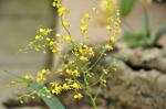: - Oncidium hookeri