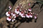 : - Tolumnia variegata