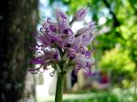 Affen-Knabenkraut-Orchis simia