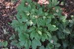Gemeine Pfingstrose - Paeonia officinalis