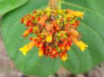: - Palicourea rigida