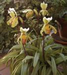 Frauenschuh-Paphiopedilum insigne